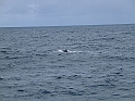 Obraz 483
